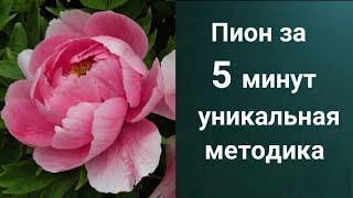 Как рисовать Пион. Получите 50 уроков бесплатно сслыка в описании.