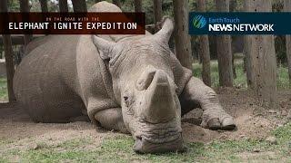 Facing Extinction an encounter with the last male northern white rhino