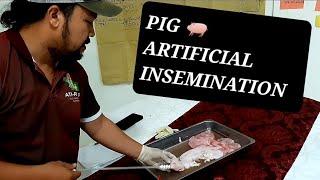 Artificial Insemination Demonstration in Pigs 