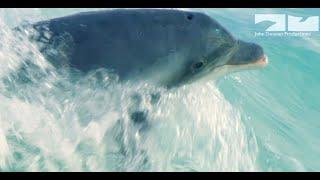 Robotic Spy Dolphin Learns To Surf