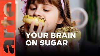 Does Sugar Make Us Stupid?  ARTE.tv Documentary