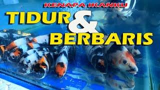 KENAPA IKAN KOI KU TIDUR DAN BERBARIS???  sleeping disease