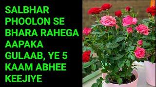 गुलाब में अभी कीजिए ये 5 काम पत्तियों से ज्यादा फूल आएंगे 100% गारंटी  Rose Plant Care Tips