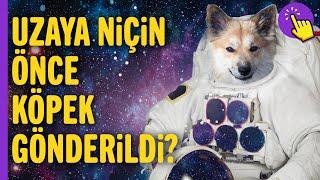 Uzaya Giden İlk Canlı Köpek Laika  Hayvanlar Alemi  Hayvan ve Köpek Videoları  Aklında Olsun