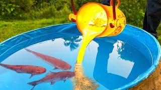 EXPERIMENT LAVA vs POOL OF FISH