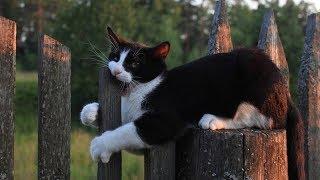 These CLUMSY CATS will make you LOSE this TRY NOT TO LAUGH CHALLENGE - Funny CAT compilation