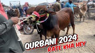 Lahore Cow Mandi  sahiwal cholisthani gulabi ablak bachre  qurbani 2024  shahpur kanjra mandi