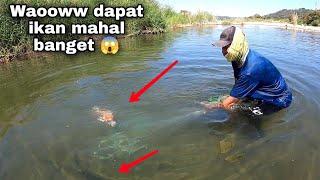 Baru kali ini jala ikan nila babon di sungai air jernih dan bersih dapat ikan koi mahal ..