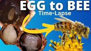 Incredible EGG to BEE Hatching Lifecycle Time Lapse + Explanation