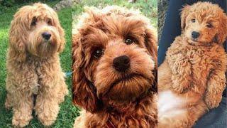 Cockapoo  Funny and Cute dog video compilation in 2022.