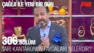 Sarı Kantaronun faydaları nelerdir? Çağla ile Yeni Bir Gün 306. Bölüm