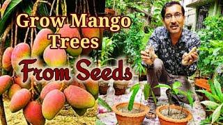 Grow Mango tree from seeds most easily