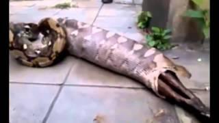 Python Regurgitates Big Dog in Bangkok   YouTube