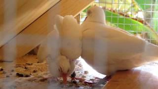 White Ringneck Dove Father Feeds Albino Fledgling