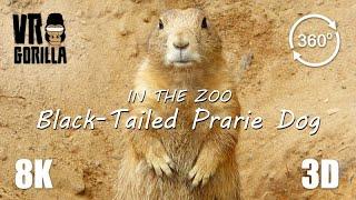 VR in the Zoo Black-Tailed Prairie Dog short - 8K 360 3D