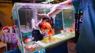 Exotic RANCHU & ORANDA Goldfish Store Tour Singapore Goldfish