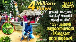 Vava Suresh rescues 152nd King Cobra from Oorali Appooppan Kavu tree top  Snakemaster  EP 420