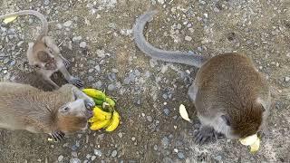 monkey eating banana video monkey eating banana meme