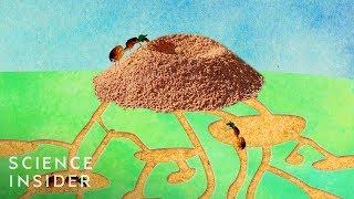 Whats Inside An Anthill?