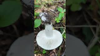 Рядовка голубиная .Tricholoma columbetta.