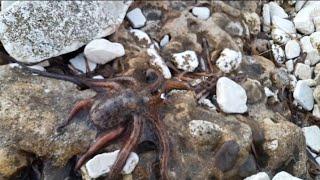 How to catch eging octopuses from shore. Styrofoam trick. Octopus in the barrel