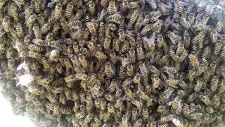 Apis cerana bees New swarm in the apple tree 