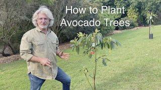 How to Plant Avocado Trees