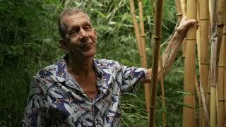 Leeds man transforms his garden into a jungle paradise  5 News