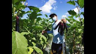 Fortuner f1 HarvestingPruning