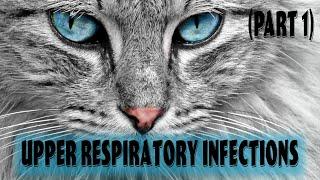 Part 1 Feline Upper Respiratory Infection  Feline Viral Rhinotracheitis