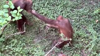 Sangat Lucu Perkawinan Orangutan