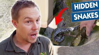 Most Bizarre Animal Invasions   Best Of Bondi Vet