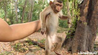 INCREDIBLE BREAKING NEWS New Abandoned Monkey Released Today Evening Will Leave You Speechless 