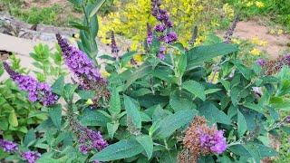 Plant Spotlight Buddleia Butterfly Bush. A pollinator magnet in my GAzone 8a garden.