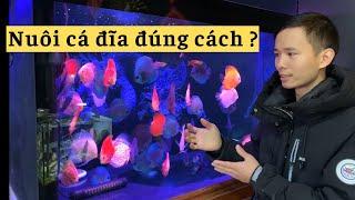 Cá đĩa  những lưu ý khi nuôi cá đĩa  Nguyễn Du Auqa