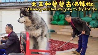 Dawang and Dad are going to dry the chili 【阿盆姐家的大王】