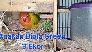 Anakan Lovebird Biola green ada 3 ekor di glodok