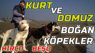 BOZ AYILARI KOVALAYAN ÇOBAN KÖPEKLERİ  Türkiyenin En Fenomen Çobanı @MORKOYUNTV Erdal KARADAĞ