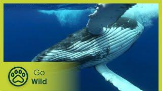 Diving for Whales - Adventure Ocean Quest 35  Go Wild