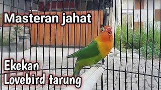 Masteran lovebird ngekek panjang efektif memancing emosi Bunyi semua labet ikut ngekek