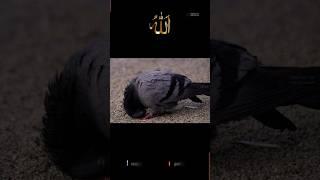 Every creation loves Allah.#YouTubeshorts#shorts#islamicstatus#islam#shortvedio#trending#short#viral