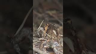 WildLife 63 Frog camouflaged as dry brown leaves