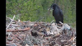 RIP Alma unedited raw video of the fatal raven & fox attack at Satakunta Osprey nest 1 25 Jun 2021