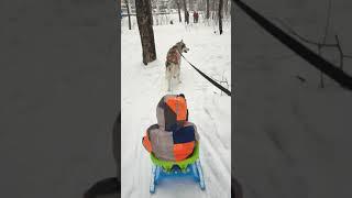 Сибирский хаски запряженных в сани катает ребенка зимой. Siberian husky harnessed to a sleigh.