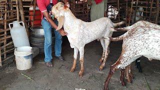 Makhi Chena Bakre  Live Soda  Lahore Bakra Mandi  Shahpur Kanjra  Mundre Chatre