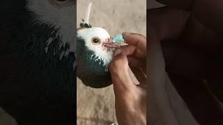 Kabutar ki chonch Zakhmi ho Gaye  Pigeon Help video  #shorts #shortsfeed