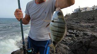 PESCARE IN MARE Pesca al Sarago e alla Salpa