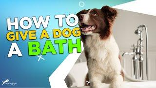 How To Give A Dog A Bath