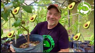 How to Grow Avocados in a Pot