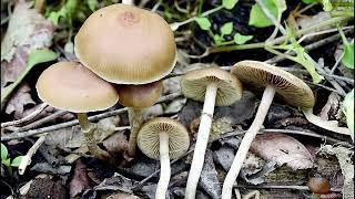 The 5 most potent mushrooms
